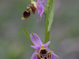 Ophrys_polyxo_Gennadi_2